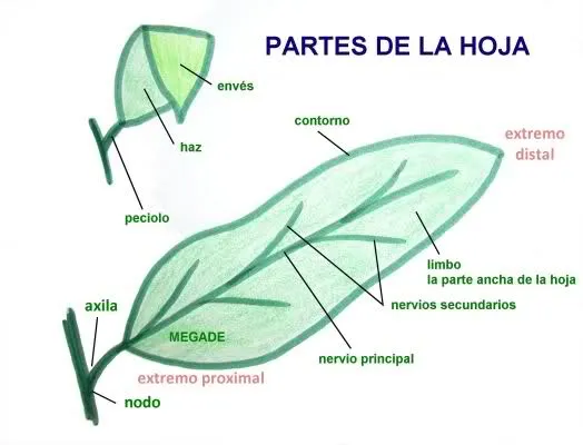La hoja y sus partes dibujo - Imagui