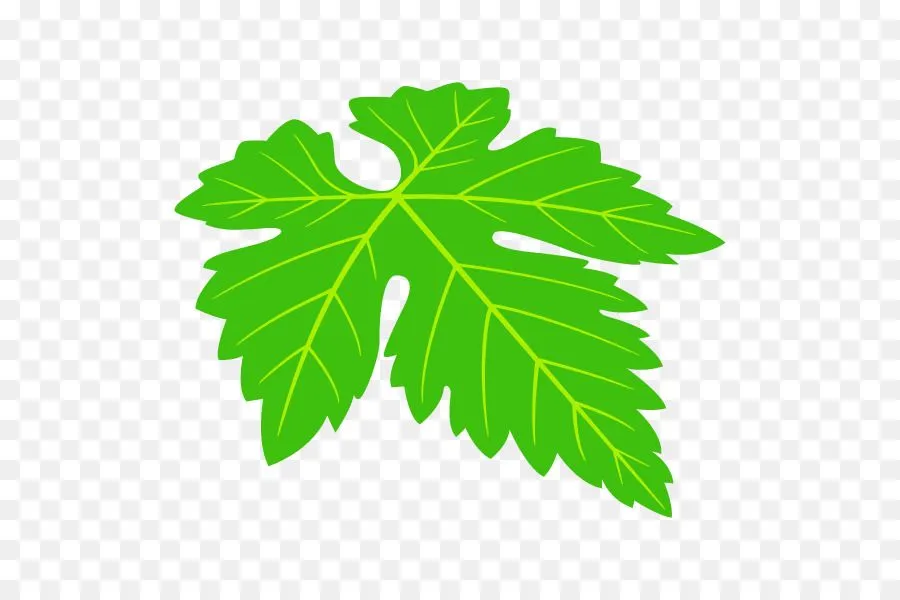 Hoja, Uva, Hojas De Parra imagen png - imagen transparente descarga gratuita Hoja, Uva, Hojas De Parra imagen png - imagen transparente descarga gratuita