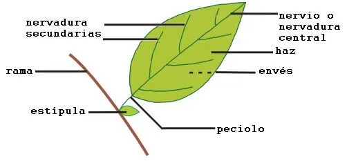 Dibujos de una hoja y sus partes - Imagui