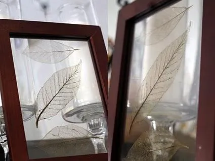 Como hacer hojas de arbol trasparentes (esqueletos de hojas ... Como hacer hojas de arbol trasparentes (esqueletos de hojas ...