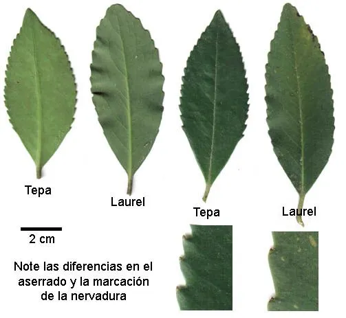 Hojas de arboles y sus nombres - Imagui