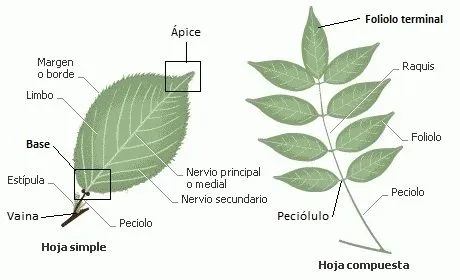 HOJAS - BIONATURALIST