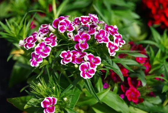 Jardinería Fácil »Dianthus barbatus, clavel del poeta o minutisa ...