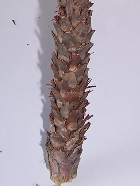 p311.jpg