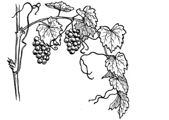 Hojas-para-colorear-uvas-540x ...