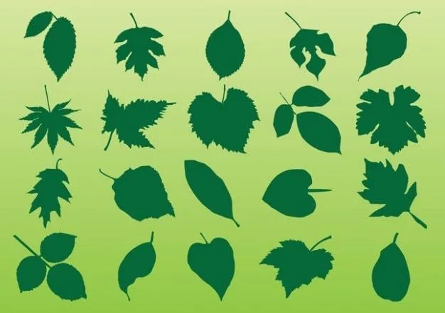 hojas de la planta vectores | Descargar Vectores gratis