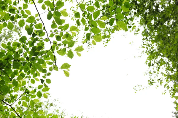 Hojas de primavera verde sobre fondo blanco — Foto stock ...