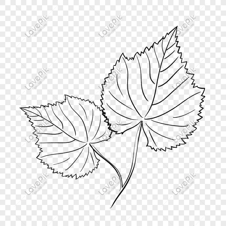 Hojas De Uva De Dibujos Animados PNG Imágenes Gratis - Lovepik Hojas De Uva De Dibujos Animados PNG Imágenes Gratis - Lovepik