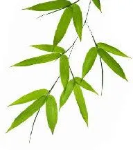 Hojas verdes