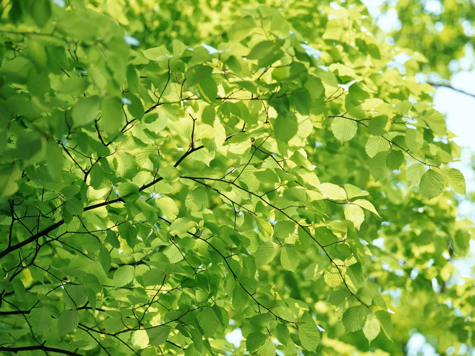 Hojas Verdes [Green Leaves] | FOTOBLOG X