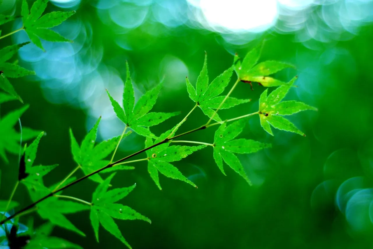 Hojas Verdes [Green Leaves] | FOTOBLOG X