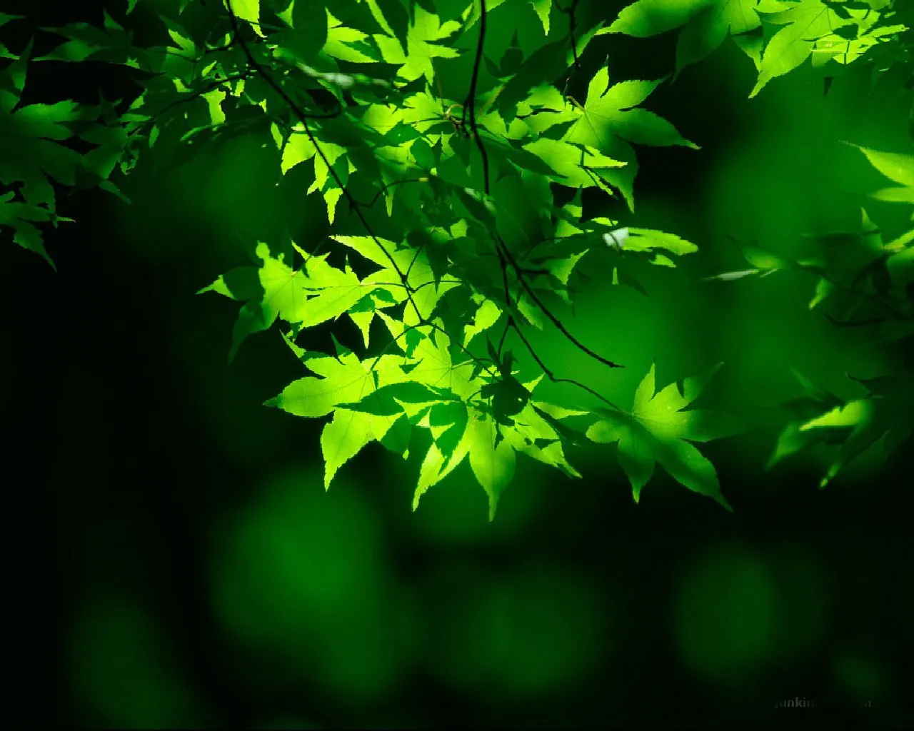 Hojas Verdes [Green Leaves] | Fotos e Imágenes en FOTOBLOG X