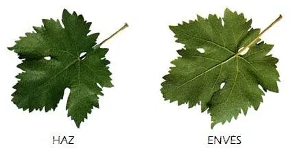 Uvas de vino tinto | Tempranillo | Viveros de vid | Viveros de ... Uvas de vino tinto | Tempranillo | Viveros de vid | Viveros de ...