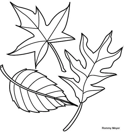 Dibujos de hojas de palma para colorear - Imagui