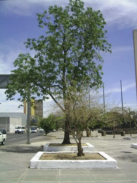 Hola! Ayudenme con estos árboles - Foro de InfoJardín Hola! Ayudenme con estos árboles - Foro de InfoJardín