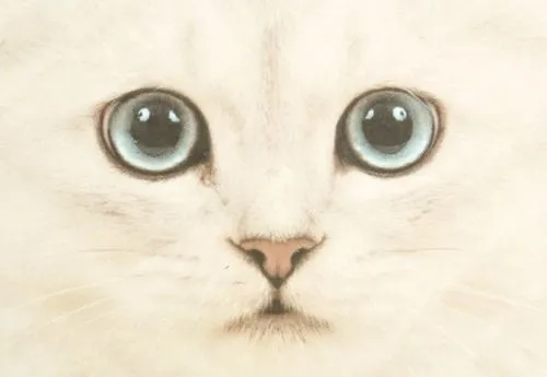 hola gatita | Tumblr