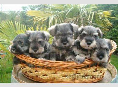 Perritos bebés schnauzer - Imagui