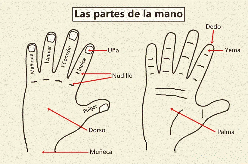 HOLA SPANIOLA: Partile mainii / Las partes de la mano HOLA SPANIOLA: Partile mainii / Las partes de la mano
