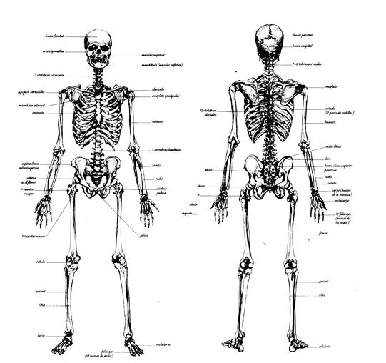 Hacia el hombre (página 2) - Monografias.com