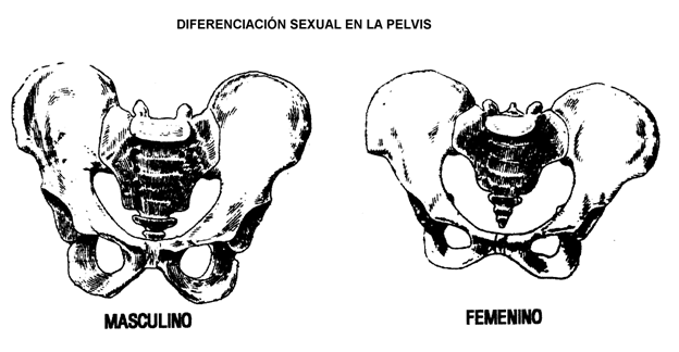 Pelvis para colorear - Imagui