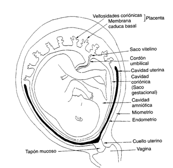 Hacia el hombre (página 4) - Monografias.