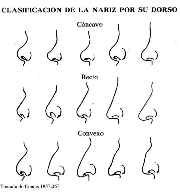 Hacia el hombre (página 4) - Monografias.com Hacia el hombre (página 4) - Monografias.com