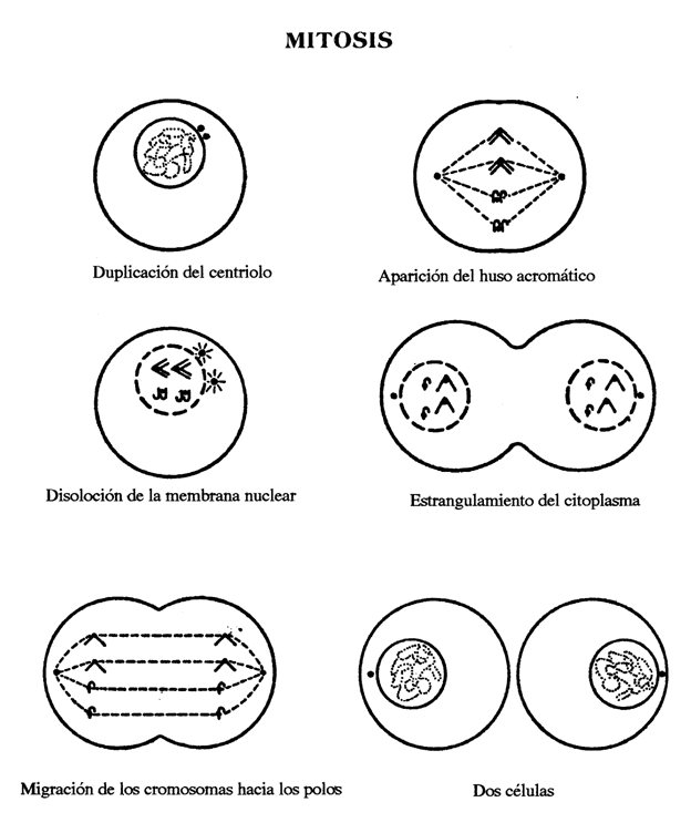 Dibujo de la mitosis - Imagui