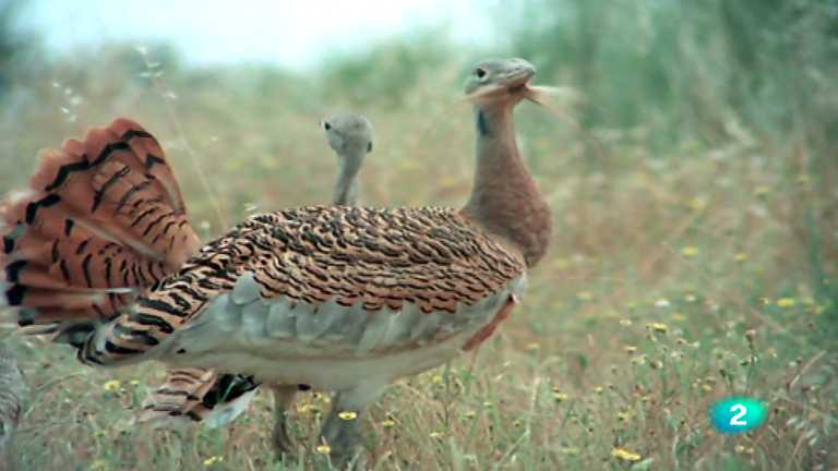 El Hombre y la Tierra: Las Aves Esteparias - Parte 1 | Animales en ...
