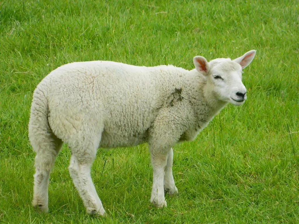 Home-Keeping Hearts: Cute Sheep!