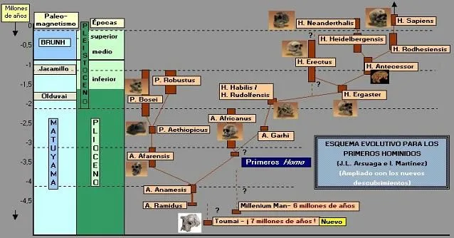 Hominización