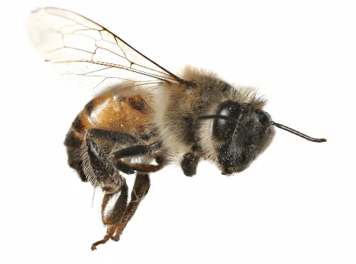 Honey and Bee Products FAQs | Plant Teacher Honey and Bee Products FAQs | Plant Teacher