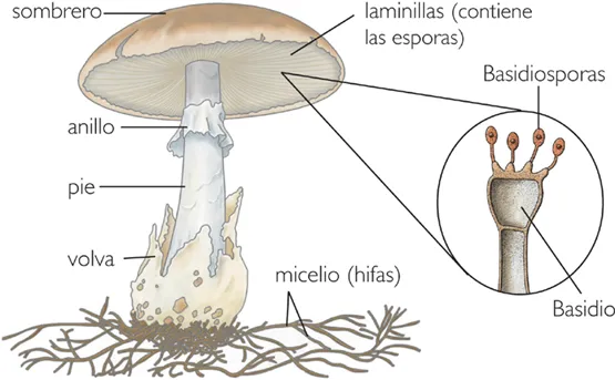 El hongo y sus partes - Imagui