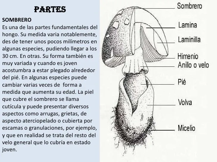 hongos-8-728.jpg?cb=1276213810