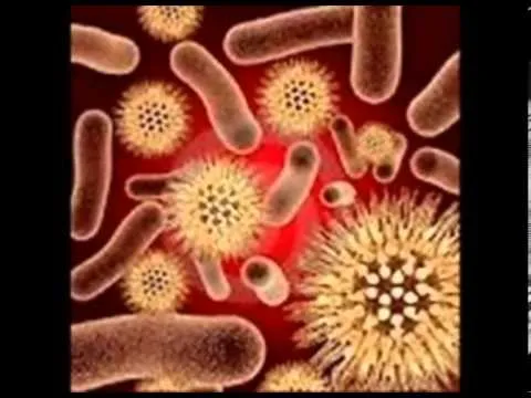 Hongos y Bacterias - YouTube