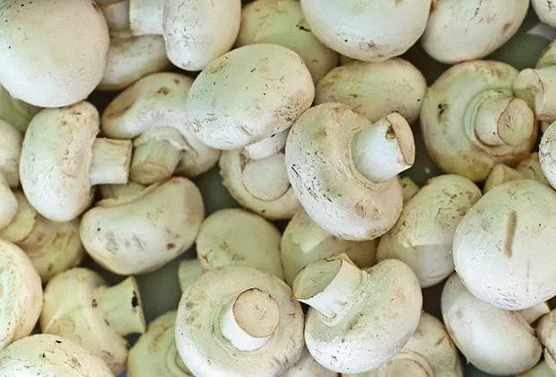 Hongos comestibles: ¿cúales son las variedades más usadas en la ... Hongos comestibles: ¿cúales son las variedades más usadas en la ...