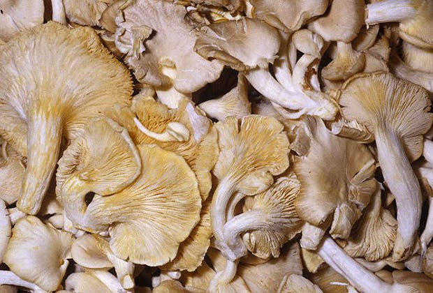Hongos comestibles: ¿cúales son las variedades más usadas en la ... Hongos comestibles: ¿cúales son las variedades más usadas en la ...