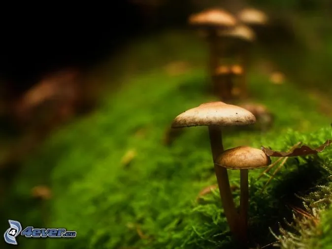 hongos,-musgo-206790.jpg