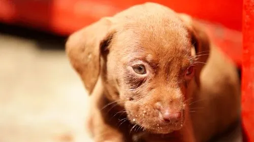 Es hora de adoptar animales domésticos en Bogotá | Portal Bogota ...