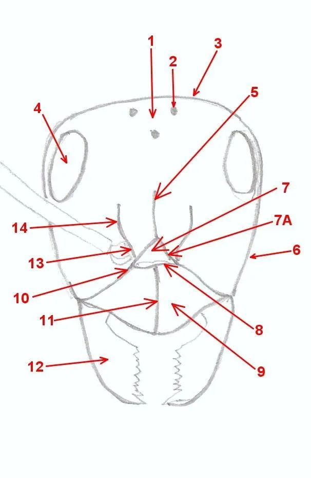 Hormigas Amarillas: Anatomía general de las hormigas (3). Cabeza.