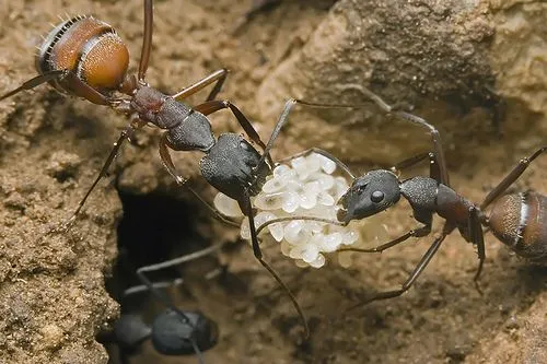 hormigas trabajando - Galerías Canonistas.