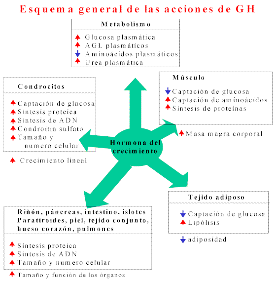 Hormona del crecimiento: fisiología y acción en el ejercicio