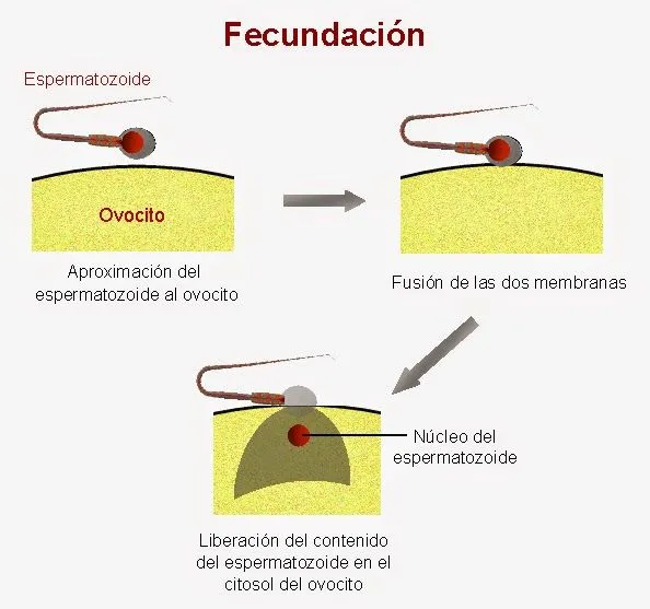 Hormonas : CALCIO, el mensajero universal