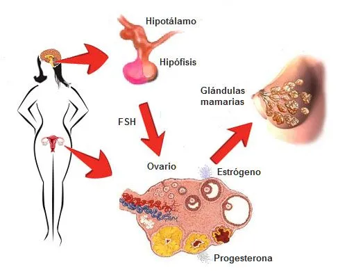 Hormonas femeninas en el aumento de senos ~ Natura Mujer | Para ... Hormonas femeninas en el aumento de senos ~ Natura Mujer | Para ...