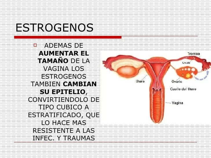 hormonas-sexuales-femeninas-i- ...