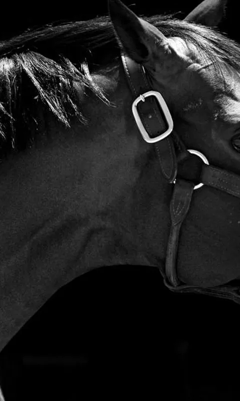 Horse 3d Wallpapers - Aplicaciones Android en Google Play Horse 3d Wallpapers - Aplicaciones Android en Google Play