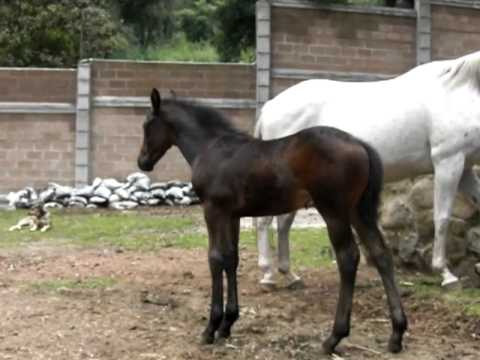 HORSE BREEDING PlayList