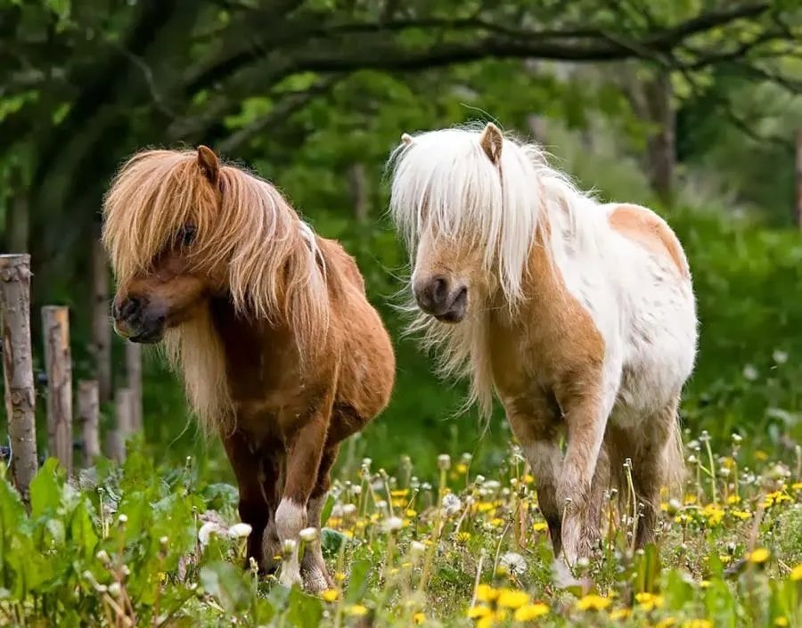 Horse: ¨Datos curiosos