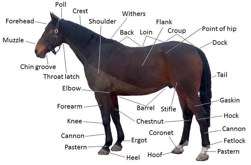 Horse - Wikipedia, the free encyclopedia