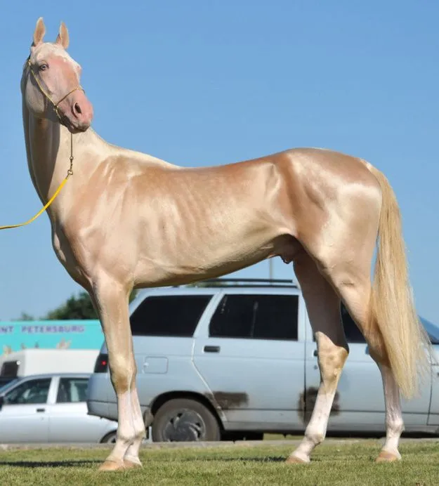 horseeyyyy.jpeg