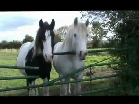 HORSES - Ceffylau, Pferden, Cavallos, Paarden, Chevals - YouTube